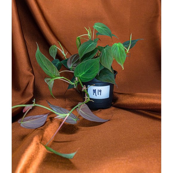 Philodendron Micans 4" US Seller Potted RARE Philo - Picture 2 of 2